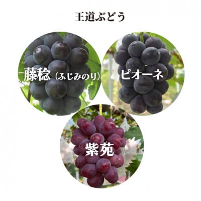 【きよとうファーム】王道ぶどう&希少品種の赤色ぶどう 大サイズ2房入/計1.3kg～(岡山県産)