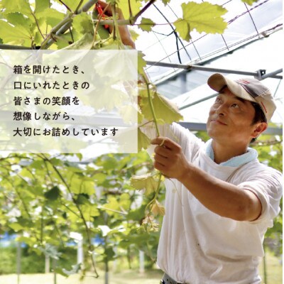 【きよとうファーム】シャインマスカット&ニューピオーネ 大サイズ2房入/計1.3kg～(岡山県産)