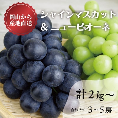 【きよとうファーム】シャインマスカット&ピオーネ 3-5房入/計2kg～(岡山県産)