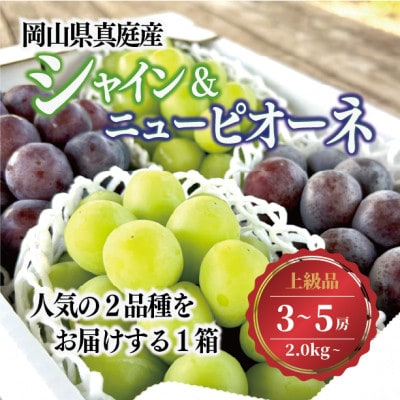 【2026年先行予約】シャインマスカット&ピオーネ 上級品3-5房入/計2kg～(岡山県産)