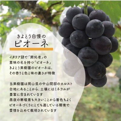 【2026年先行予約】シャインマスカット&ピオーネ 上級品3-5房入/計2kg～(岡山県産)