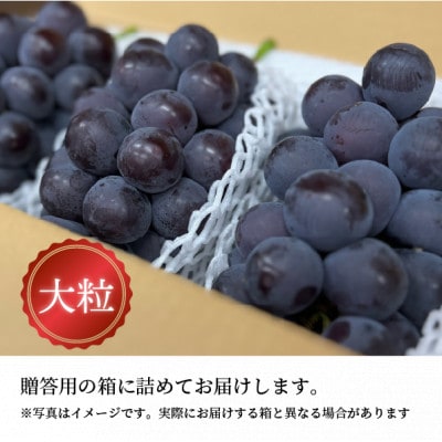 【きよとうファーム】食べ応え満点! 大粒葡萄の藤稔 上級品3-5房入/計2.4kg～(岡山県産)