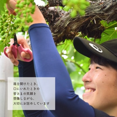 【きよとうファーム】食べ応え満点! 大粒葡萄の藤稔 上級品3-5房入/計2.4kg～(岡山県産)