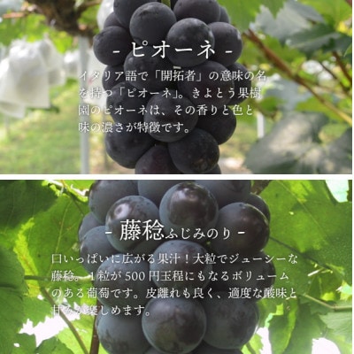 【きよとうファーム】【期間限定】旬採り桃3玉&人気の黒葡萄が同時に届く満足 上級品セット(岡山県産)