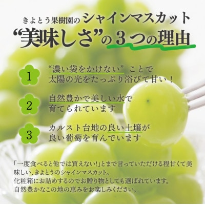 シャインマスカット 上級品 大3-5房/計2.4kg～(岡山県産) 食べ応え満点のシャインをお届け!