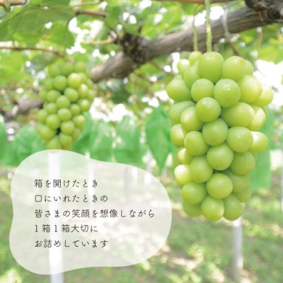 シャインマスカット 上級品 大3-5房/計2.4kg～(岡山県産) 食べ応え満点のシャインをお届け!