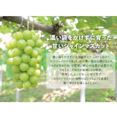 【きよとうファーム】【数量限定】大粒シャインマスカット厳選品1房 /800g以上(岡山県産)
