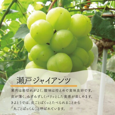 【きよとうファーム】瀬戸ジャイアンツ&シャインマスカット 大2房入/計1.3kg～(岡山県産)