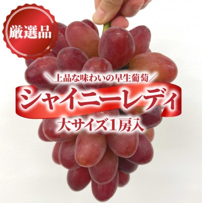 【きよとうファーム】赤色ぶどう シャイニーレディ厳選品1房/房700g以上 (岡山県産)