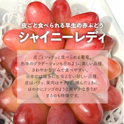 【きよとうファーム】赤色ぶどう シャイニーレディ厳選品1房/房700g以上 (岡山県産)