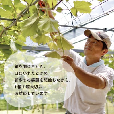 【きよとうファーム】赤色ぶどう シャイニーレディ厳選品1房/房700g以上 (岡山県産)