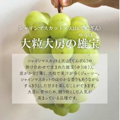 【きよとうファーム】厳選品 大粒葡萄の「雄宝(ゆうほう)」1房/700g～(岡山県産)