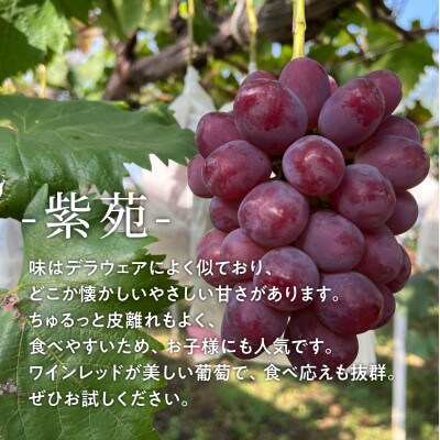 【きよとうファーム】訳あり 秋のぶどう「紫苑(しえん)」/ 約2.4kg (岡山県産)