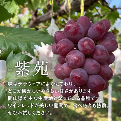 【2025年発送】訳あり「紫苑(しえん)」/ 約2.4kg (岡山県産) 冬限定 ワインレッドの葡萄