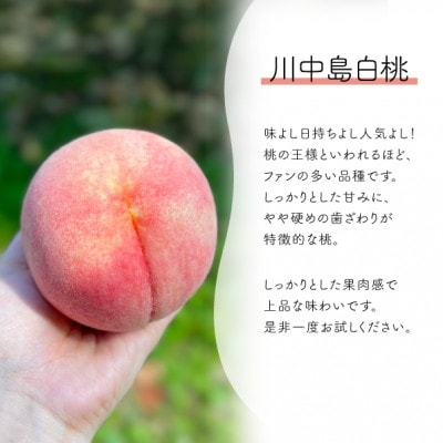 【きよとうファーム】上質な桃 川中島白桃 上級品 5-7玉入 (岡山県産)