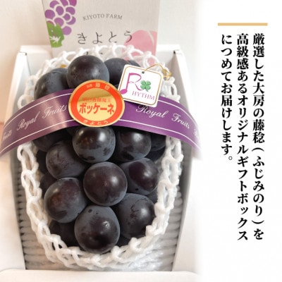 【きよとうファーム】大粒葡萄の藤稔 大サイズ1房 厳選品/1房700g以上 (岡山県産)