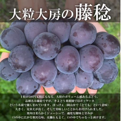 【きよとうファーム】大粒葡萄の藤稔 大サイズ1房 厳選品/1房700g以上 (岡山県産)