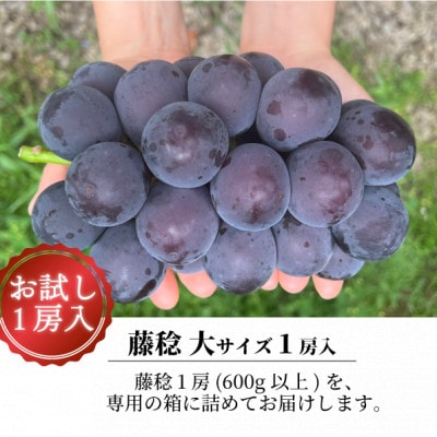 【きよとうファーム】大粒ぶどうの藤稔　お試し1房入  /600g以上 (岡山県産)