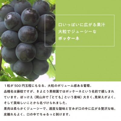 【きよとうファーム】大粒ぶどうの藤稔　お試し1房入  /600g以上 (岡山県産)