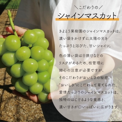 【きよとうファーム】訳あり品 シャインマスカット&サニードルチェ/約2.4kg～ (岡山県産)