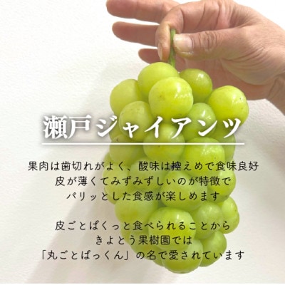 【きよとうファーム】瀬戸ジャイアンツ(丸ごとぱっくん) 訳あり品/約2kg (岡山県産)