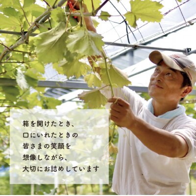 【きよとうファーム】瀬戸ジャイアンツ(丸ごとぱっくん) 訳あり品/約2kg (岡山県産)