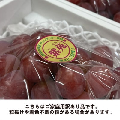 《お試し訳あり品》紫苑(しえん) 1房400g～(岡山県産)冬限定 デラウエアのような味わい