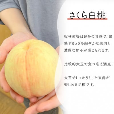 【2026年先行予約】しっかりめの肉質と甘さが絶品「さくら白桃」ご家庭用 5-8玉入(岡山県産)