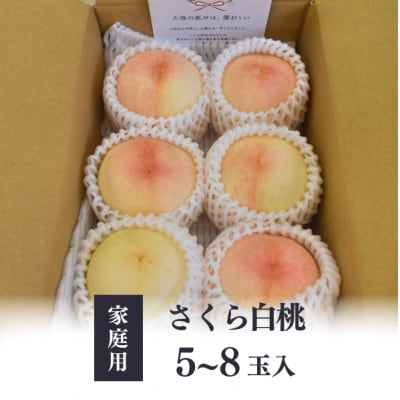 【2026年先行予約】しっかりめの肉質と甘さが絶品「さくら白桃」ご家庭用 5-8玉入(岡山県産)