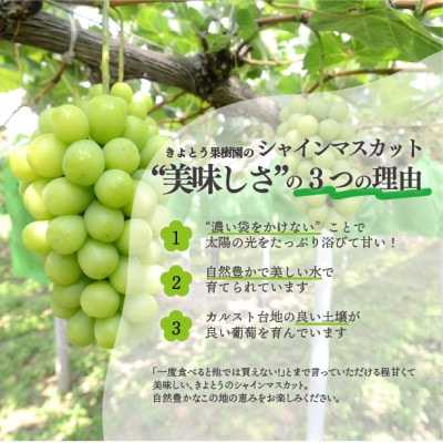 粒切りで食べやすい!甘～いシャインマスカット/約800g (岡山県産)