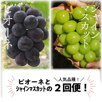 【発送月固定定期便】ピオーネとシャインマスカットのずっしり大サイズ2房が届く(岡山県産)全2回