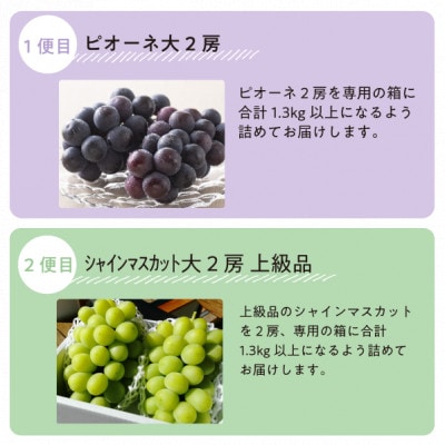 【発送月固定定期便】ピオーネとシャインマスカットのずっしり大サイズ2房が届く(岡山県産)全2回