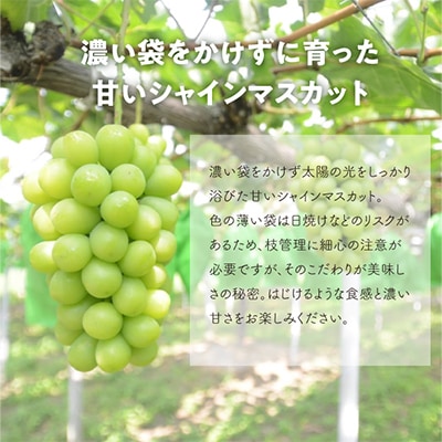 【発送月固定定期便】ピオーネとシャインマスカットのずっしり大サイズ2房が届く(岡山県産)全2回