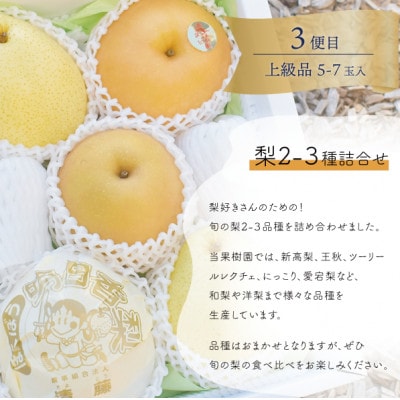 【発送月固定定期便】【2026年先行予約】量より質!桃と葡萄と梨の上級品が届く(岡山県産)全3回