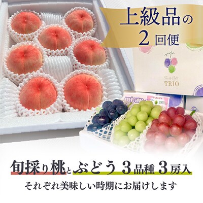 【発送月固定定期便】上級品の2回便!厳選した旬の桃とカラフル葡萄の詰め合せが旬に!(岡山県産)全2回