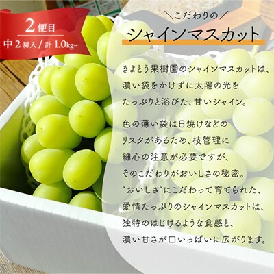 【発送月固定定期便】葡萄好きに贈る! ピオーネとシャインマスカットが2房ずつ届く!(岡山県産)全2回