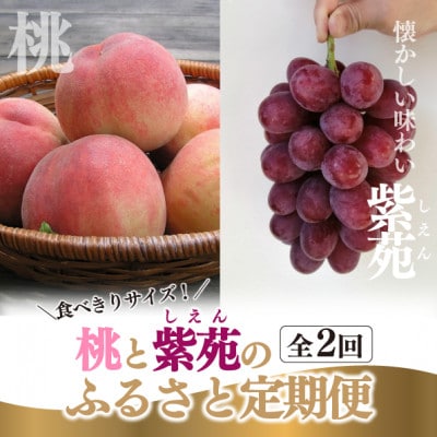 【発送月固定定期便】岡山の桃と紫苑(しえん)が少しずつ届く!【お試し定期便】(岡山県産)全2回