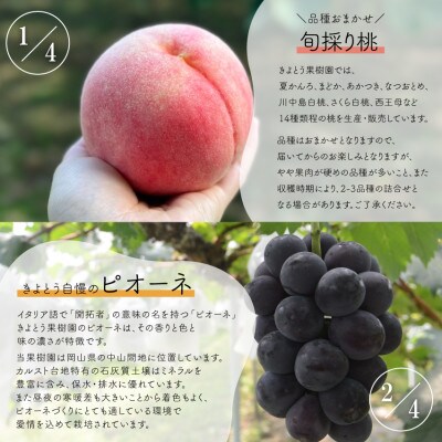 【発送月固定定期便】食べきりサイズ!　桃と葡萄と梨が少しずつ届く!【お試し定期便】(岡山産)全4回