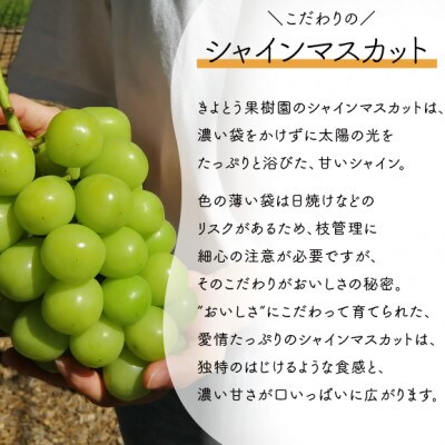 【発送月固定定期便】桃とシャインマスカットと新高梨の上質フルーツ定期便!(岡山県産)全3回
