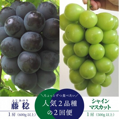 【発送月固定定期便】【きよとうファーム】藤稔とシャインマスカットの1房お試し2回便(岡山県産)全2回