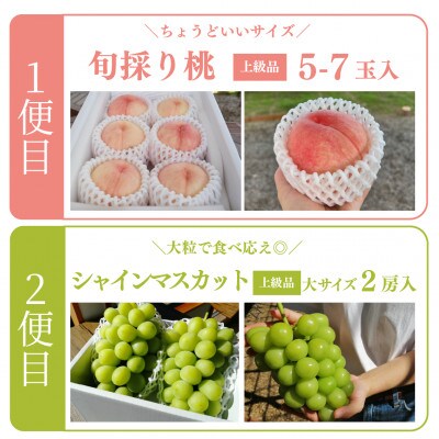 【発送月固定定期便】【きよとうファーム】桃とシャインマスカット どっちも食べたい便(岡山県産)全2回