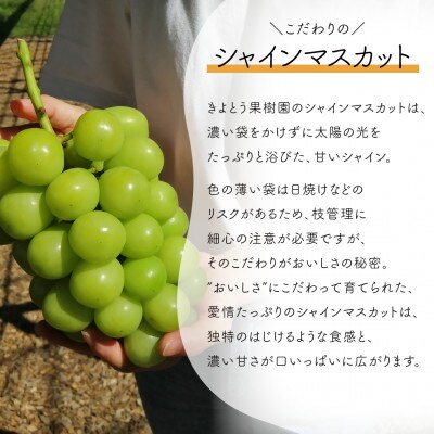 【発送月固定定期便】【きよとうファーム】桃とシャインマスカット どっちも食べたい便(岡山県産)全2回