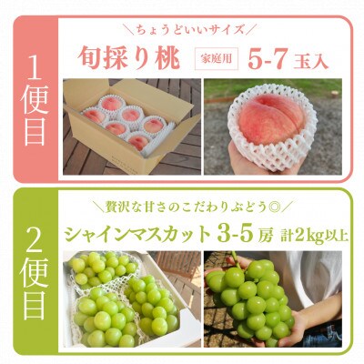 【発送月固定定期便】【きよとうファーム】桃とシャインマスカットが産地直送で届く!ご家庭用定期便全2回