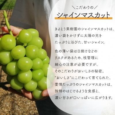 【発送月固定定期便】【きよとうファーム】桃とシャインマスカットが産地直送で届く!ご家庭用定期便全2回