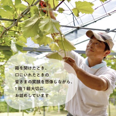 【発送月固定定期便】【きよとうファーム】大きな藤稔とシャインマスカットの満足便!(岡山県産)全2回