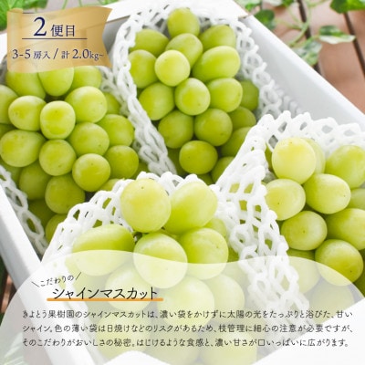 【発送月固定定期便】【きよとうファーム】藤稔とシャインマスカット各2kg入の定期便(岡山県産)全2回