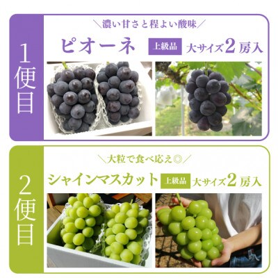 【発送月固定定期便】【きよとうファーム】ピオーネとシャインマスカット大2房の定期便(岡山県産)全2回