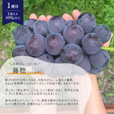 【発送月固定定期便】【2026年先行予約】藤稔とシャインマスカット　1房お試し便(岡山県産)全2回
