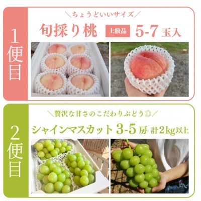 【発送月固定定期便】【2026年先行予約】人気果物2種類が届く 桃とシャインの満足便(岡山産)全2回