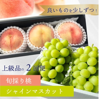 【発送月固定定期便】【2026年先行予約】厳選品の大玉桃3玉と大粒シャインマスカットの定期便!全2回